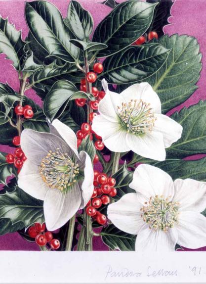 Christmas Rose and Holly