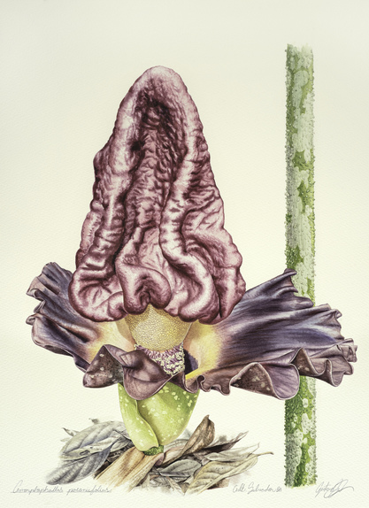 Amorphophallus paeoniifolius