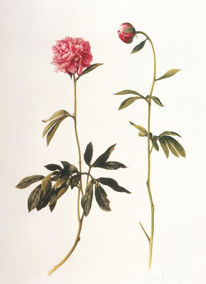 Paeonia "Sarah Bernhardt"