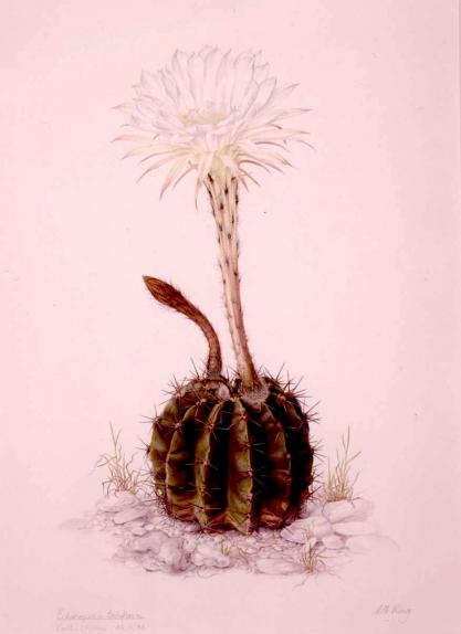 Echinopsis tubiflora