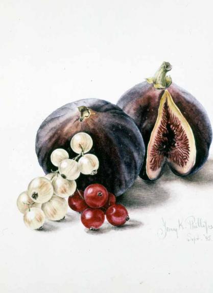 Figs & Currants