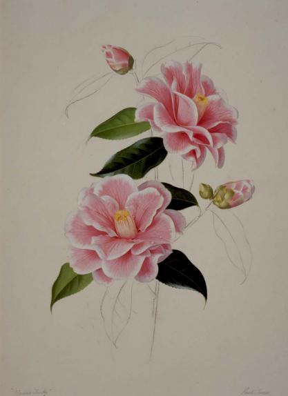 Camellia "Yours Truly"