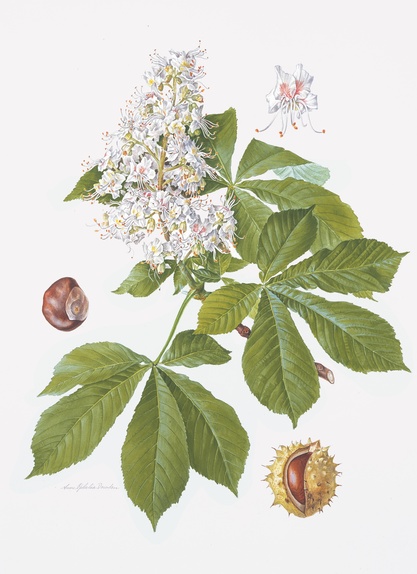 Horsechestnut with flowers & conkers