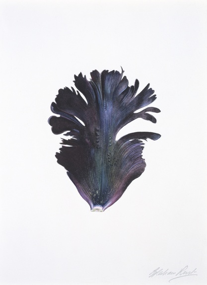 "Black Parrot" tulip petal