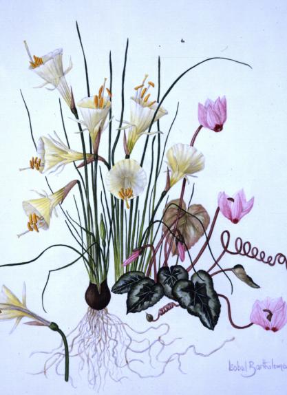 Narcissus with Cyclamen coum