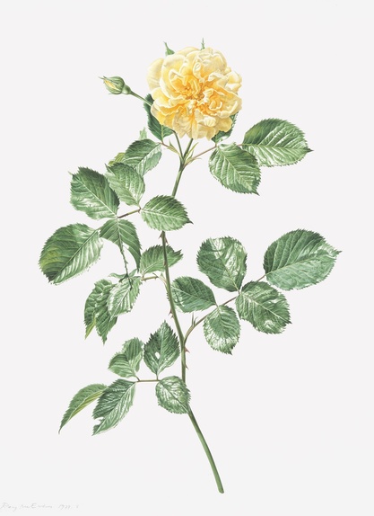 Study of a Yellow Rose