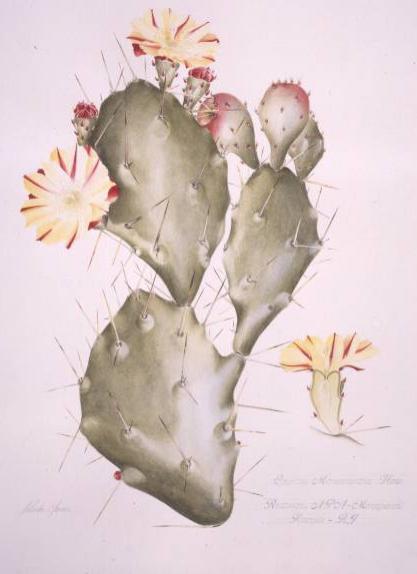 Drooping prickly pear Opuntia monocantha