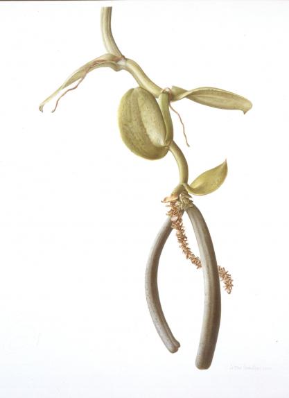 Vanilla imperialis VI, mature fruit with dried bracts