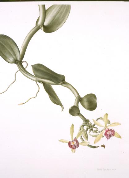 Vanilla imperialls III, buds & flowers