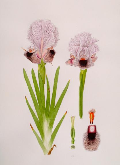 Iris lortetti