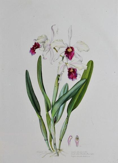 Cattleya purpurata 