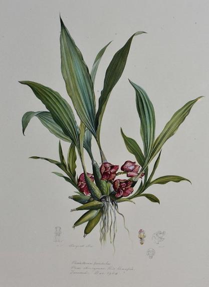 Peristeria pendula, Plate XVIII