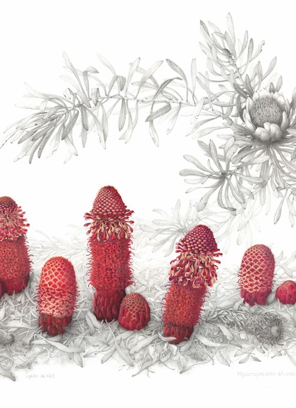 Mystropetalon thomii host Protea repens